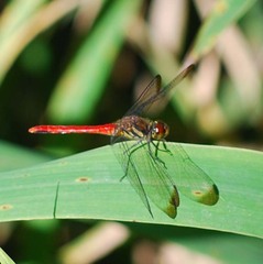 Sympetrum risi