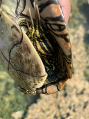 Deirochelyinae
