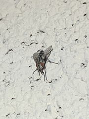 Vanderwulpia sequens