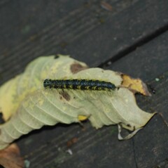 Phalera flavescens