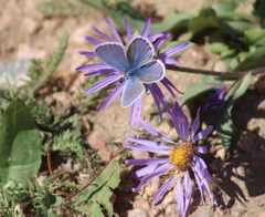 Plebejus melissa