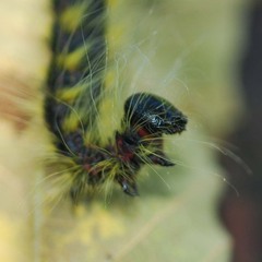Phalera flavescens
