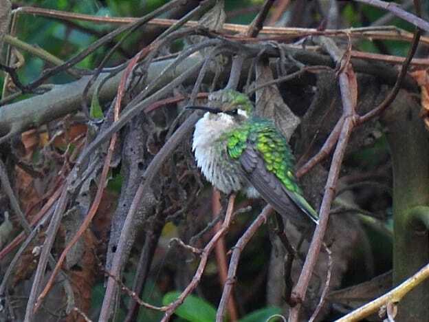 Short-tailed Emerald (Chlorostilbon poortmani), photo 4