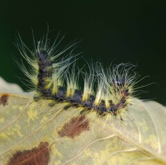 Phalera flavescens