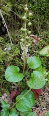 Pyrola