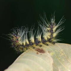 Phalera flavescens