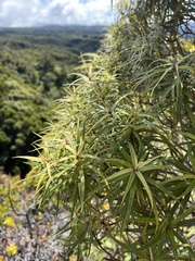 Myrsine linearifolia