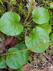 Pyrola