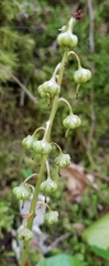 Pyrola