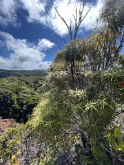 Myrsine linearifolia