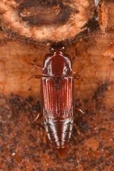 Trigonurus