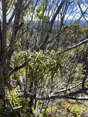 Myrsine linearifolia
