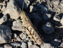 Chortoicetes terminifera