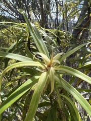 Myrsine linearifolia