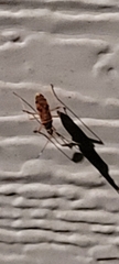 Ozophora picturata