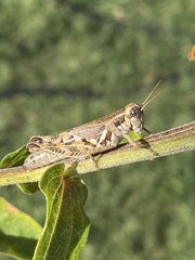 Melanoplini