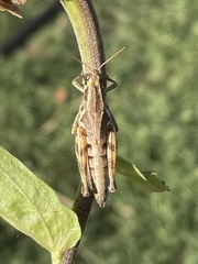 Melanoplini