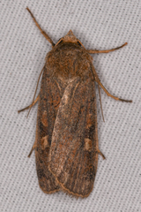 Xestia xanthographa
