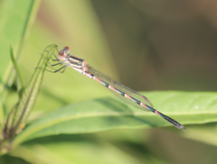 Austrolestes annulosus