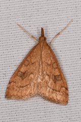 Udea profundalis