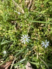 Stellaria flaccida