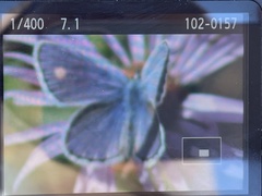 Plebejus melissa
