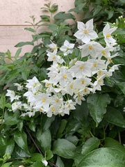 Solanum laxum