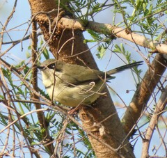 Apalis thoracica