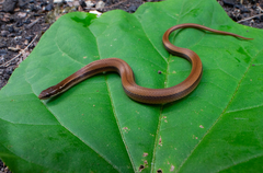 Coniophanes imperialis