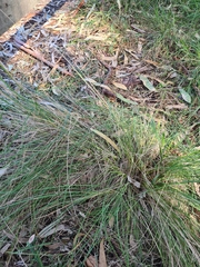 Poa labillardierei