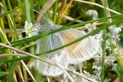 Coenonympha tullia kodiak