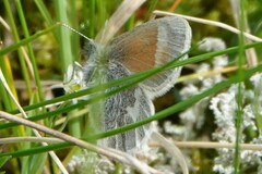 Coenonympha tullia kodiak