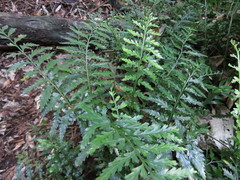 Asplenium lamprophyllum