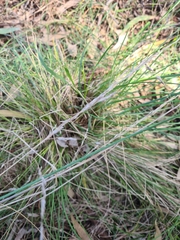Poa labillardierei