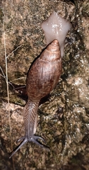 Euglandina vanuxemensis