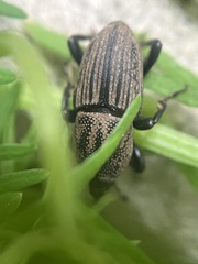 Sphenophorus compressirostris