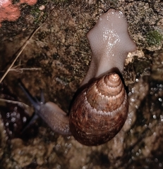 Euglandina vanuxemensis