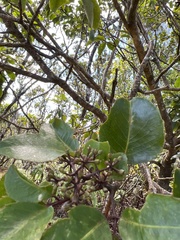 Cheirodendron trigynum