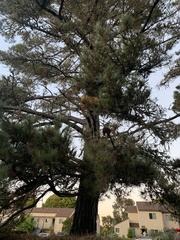 Pinus muricata