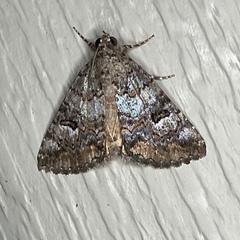 Eubolina impartialis