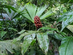 Costus lima