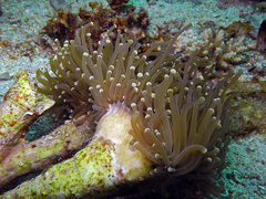 Euphyllia glabrescens