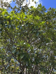 Cheirodendron trigynum