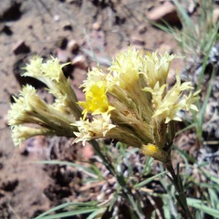 Chrysothamnus depressus