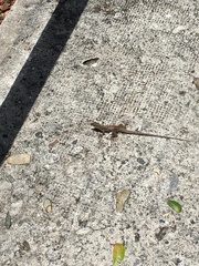 Pholidoscelis exsul