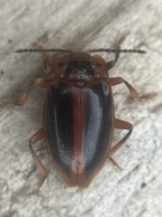 Epipocus cinctus