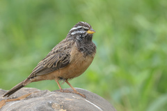 Emberiza tahapisi
