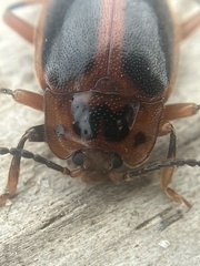 Epipocus cinctus