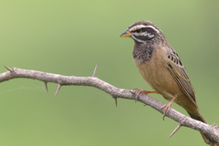 Emberiza tahapisi