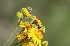 Stenaspis verticalis